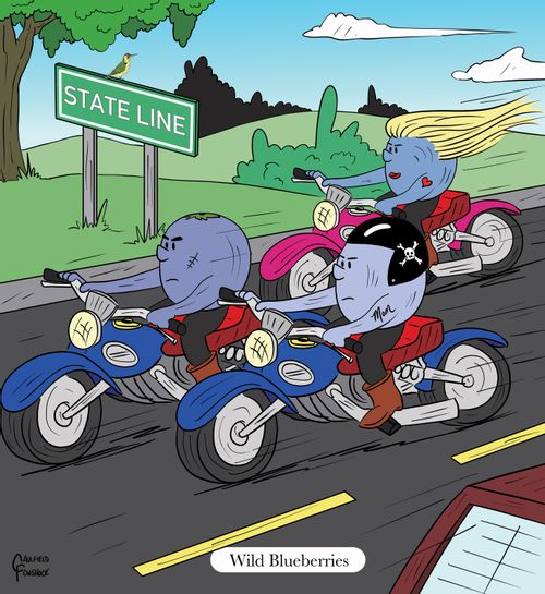 "Wild Blueberries"