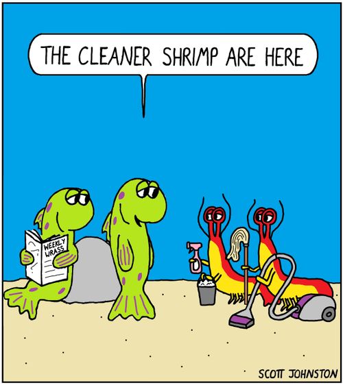 "The cleaner shrimp are here"