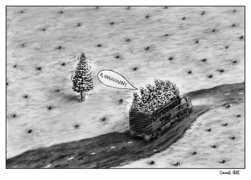 Christmas pine
