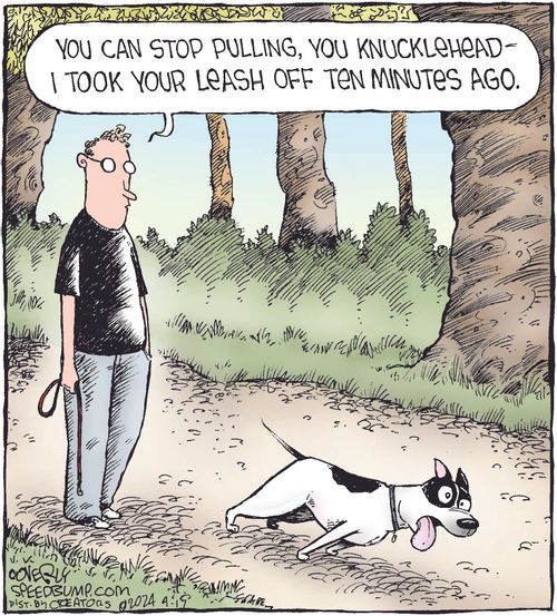 "You can stop pulling, you knucklehead—I took your leash off ten minutes ago."