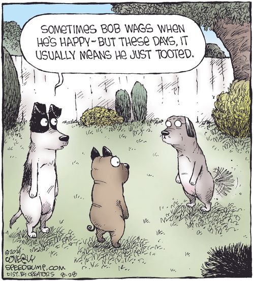 "Sometimes Bob wags when he's happy—but these days, it usually means he just tooted."