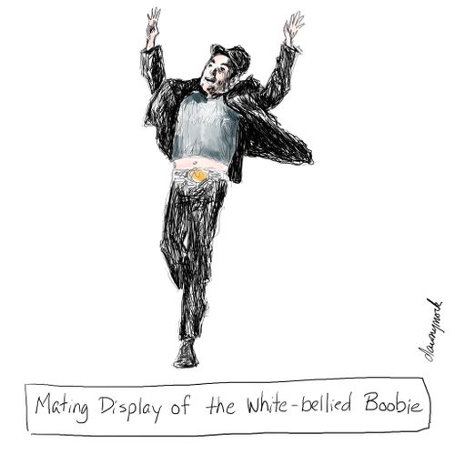 "Mating display of the white-bellied boobie"