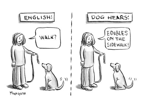 "English: Walk?"  "Dog hears: Edibles on the sidewalk!"