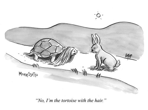 "No, I'm the tortoise with the hair."
