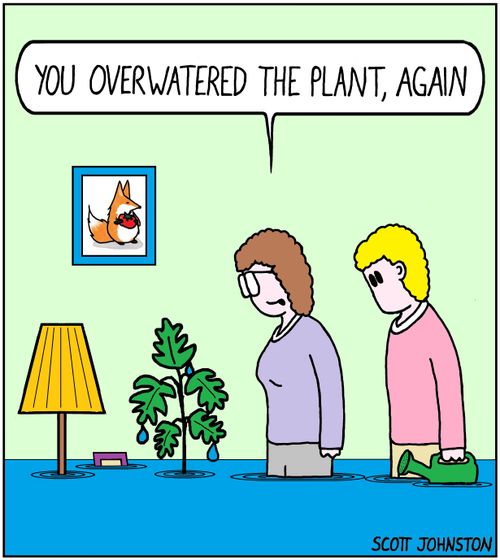 "You overwatered the plant, again."