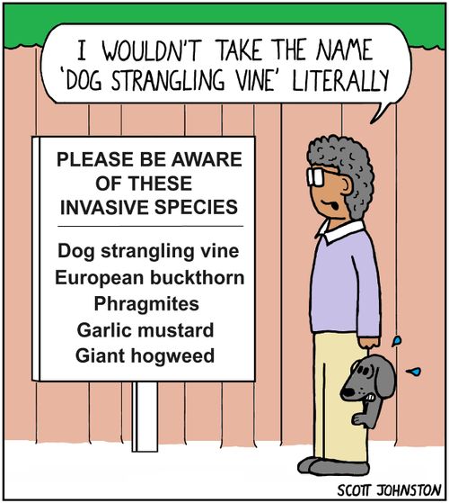 "I wouldn't take the name 'dog strangling vine' literally."