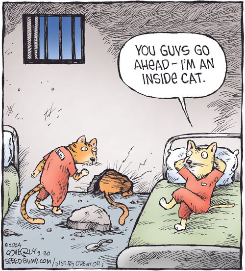 "You guys go ahead—I'm an inside cat."
