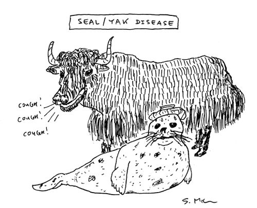 Seal/Yak Disease