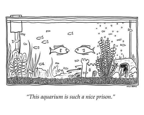 "This aquarium is such a nice prison."