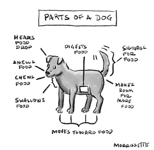 "Parts of a dog"  "Hears food drop"  "Smells food"  "Chews food"  "Swallows food"  "Digests food"  "Moves toward food"  "Signals for food"  "Makes room for more food"