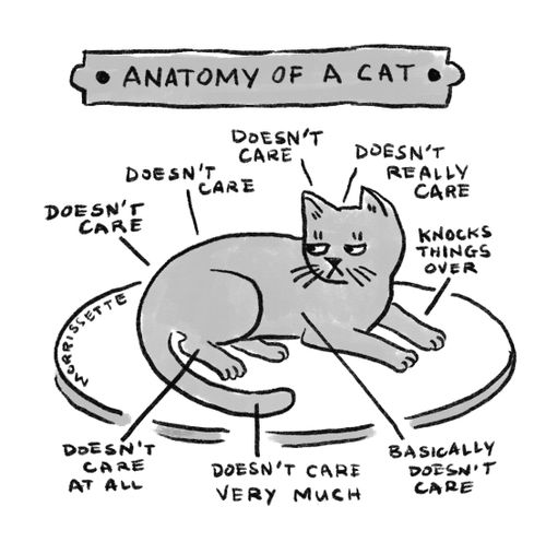 "Anatomy of a cat"