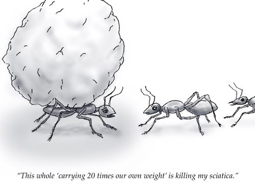 "This whole 'carrying 20 times our own weight' is killing my sciatica."