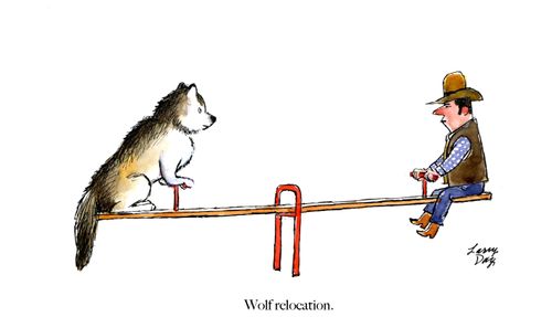"Wolf relocation."