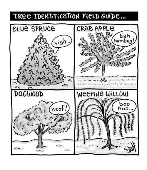 Tree Identification Field Guide...
