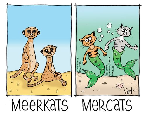 Meerkats / Mercats