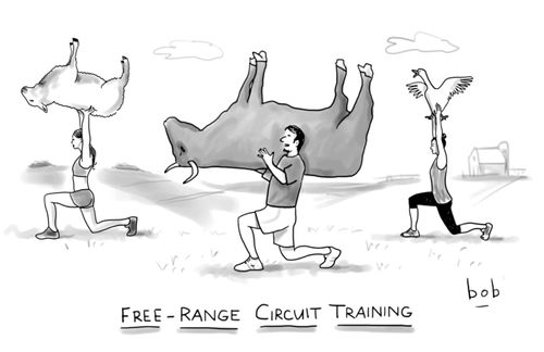 FREE-RANGE CIRCUIT TRAINING