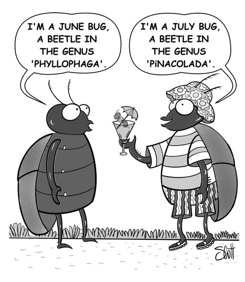 "I'm a June bug, a beetle in the genus 'Phyllophaga.'"
