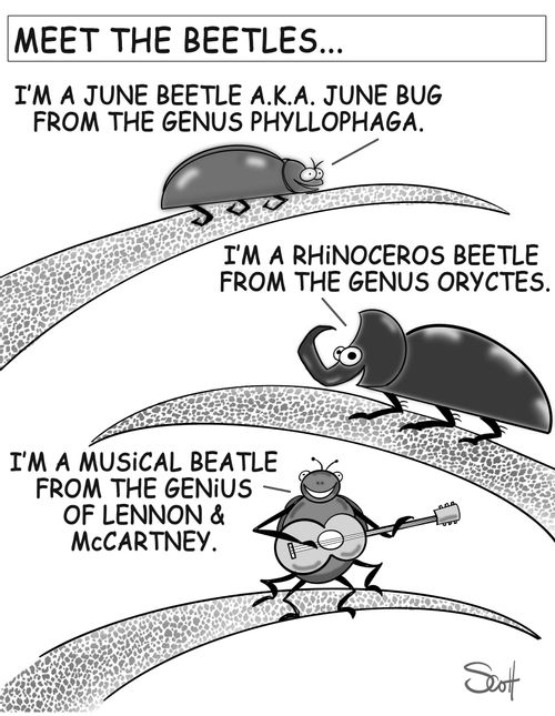 Meet the Beetles....