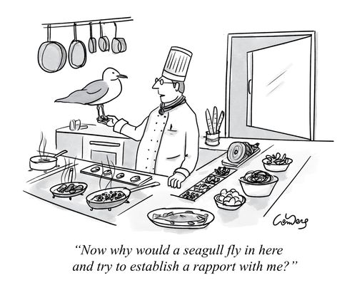 "Now why would a seagull fly in here and try to establish a rapport with me?"