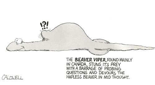 The Beaver Viper, found mainly in Canada, stuns its prey with a barrage of probing questions and devours the hapless beaver mid thought.