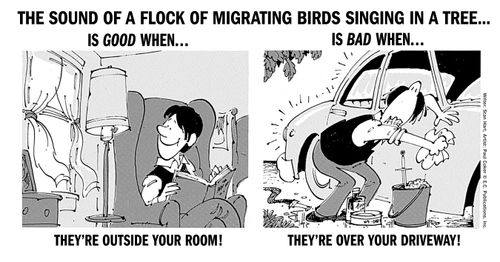The sound of a flock of migrating birds singing in a tree is good when... and bad when...