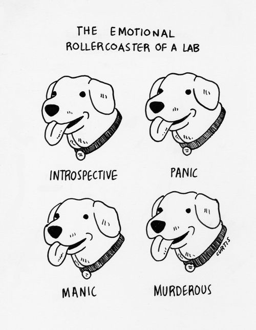 The emotional rollercoaster of a lab