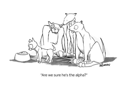 "Are we sure he's the alpha?"