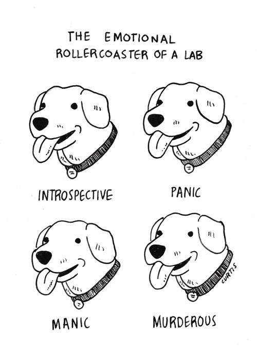 The emotional rollercoaster of a Lab
