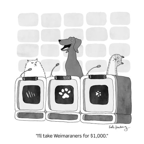 "I'll take Weimaraners for $1,000."