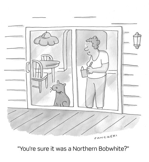 "You're sure it was a Northern Bobwhite?"