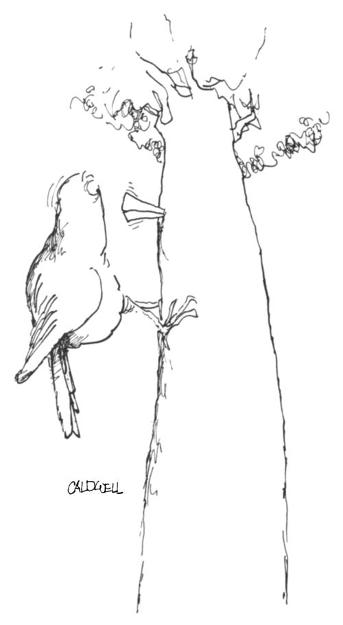 A woodpecker leaves its beak in a tree trunk.