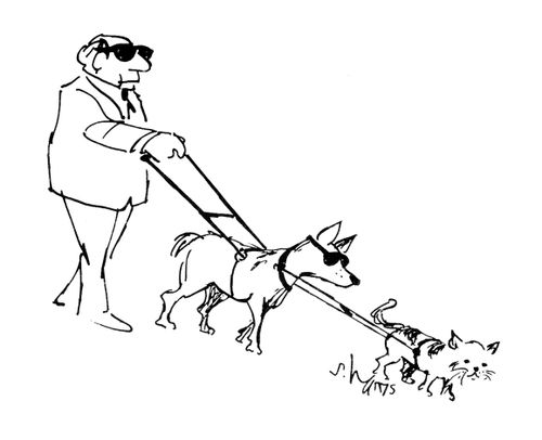 A cat leading a dog leading a man