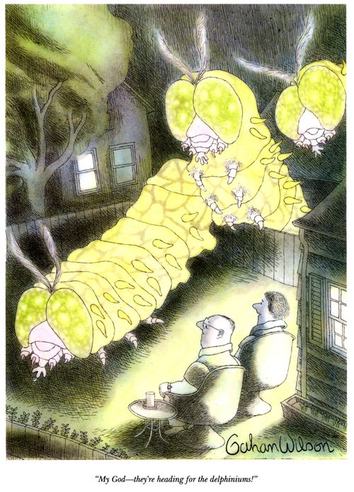 "My God―they're heading for the delphiniums!"