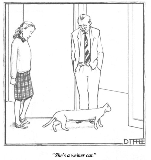 "She's a weiner cat."