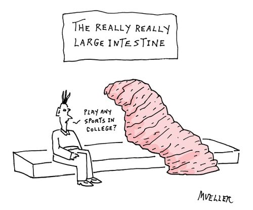 The really really large intestine.
