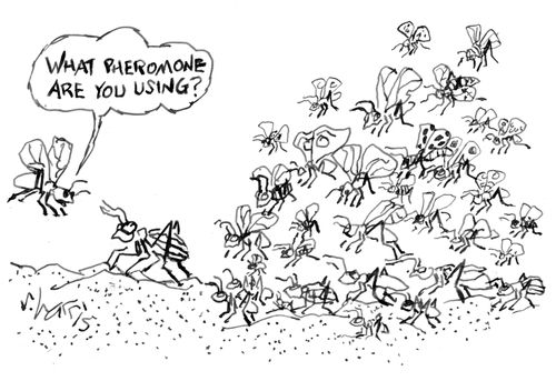 "What pheromone are you using?"