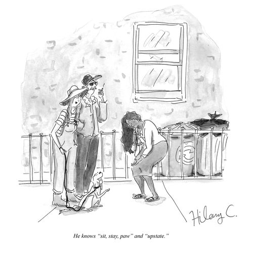 "He knows 'sit, stay, paw' and 'upstate.'"