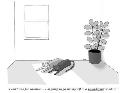 "I can't wait for vacation - I'm going to go sun myself in a south-facing window."