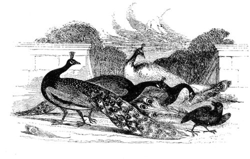 Aesop's Fables-Peacocks Chase away Jackdaw