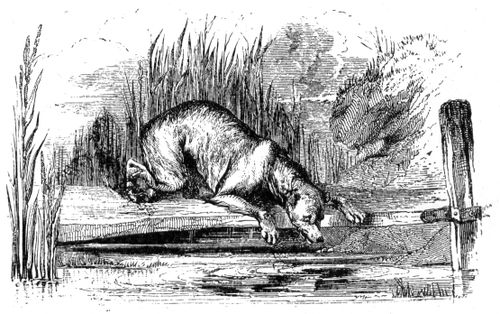 Aesop's Fables - Dog and His Own Reflection