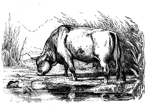 Aesop's Fables - The Frog and The Ox
