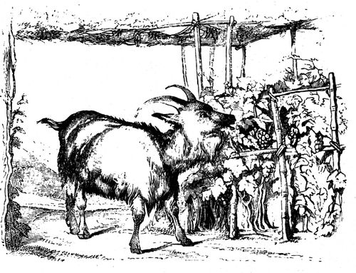 Aesop's Fables - The Vine and the Goat