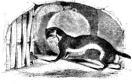 Aesop's Fables - The Mouse and the Weasel