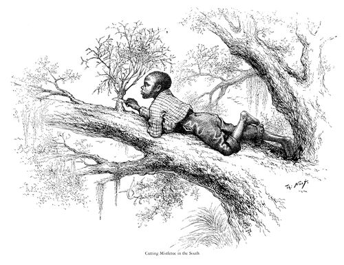 'Cutting Mistletoe in the South'