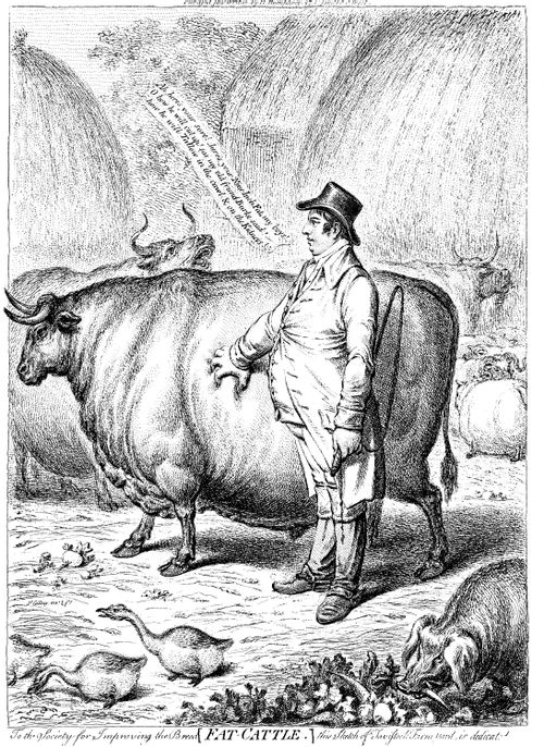 'Fat Cattle' - Duke of Bedford and The Triumphs of Selective Breeding