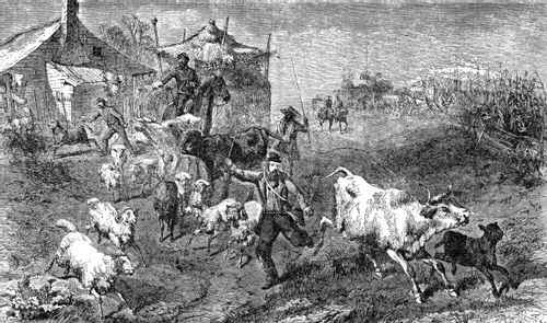 Union Troops Foraging for Supplementary Rations in Louisiana