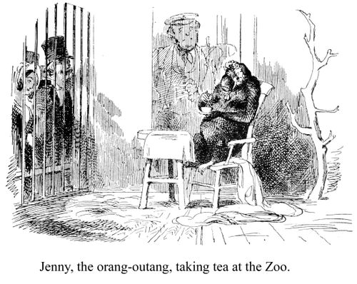 Jenny, the orang-outang, taking tea at the Zoo.
