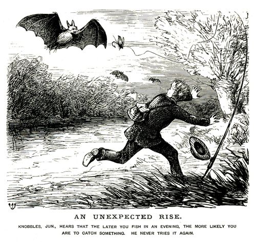 Night fisher scared off by bats