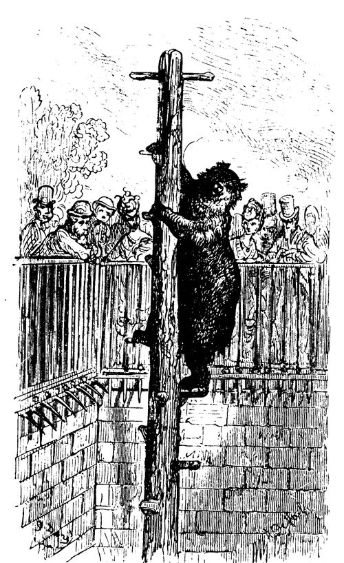 Bear Climbs a Pole in the Zoo