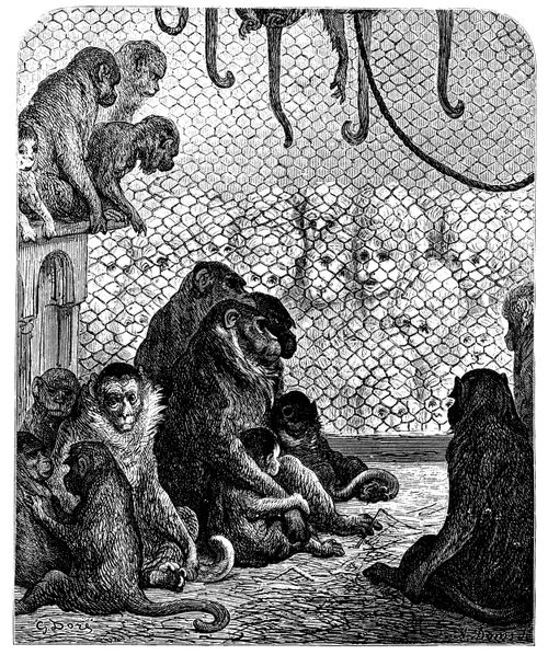 London Zoo - The Monkey House